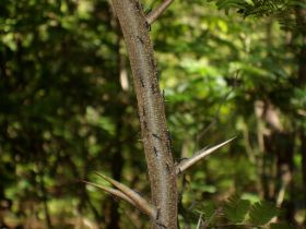 Costa Rica Tour bei Tamarindo Ingrids Kamera (4).JPG